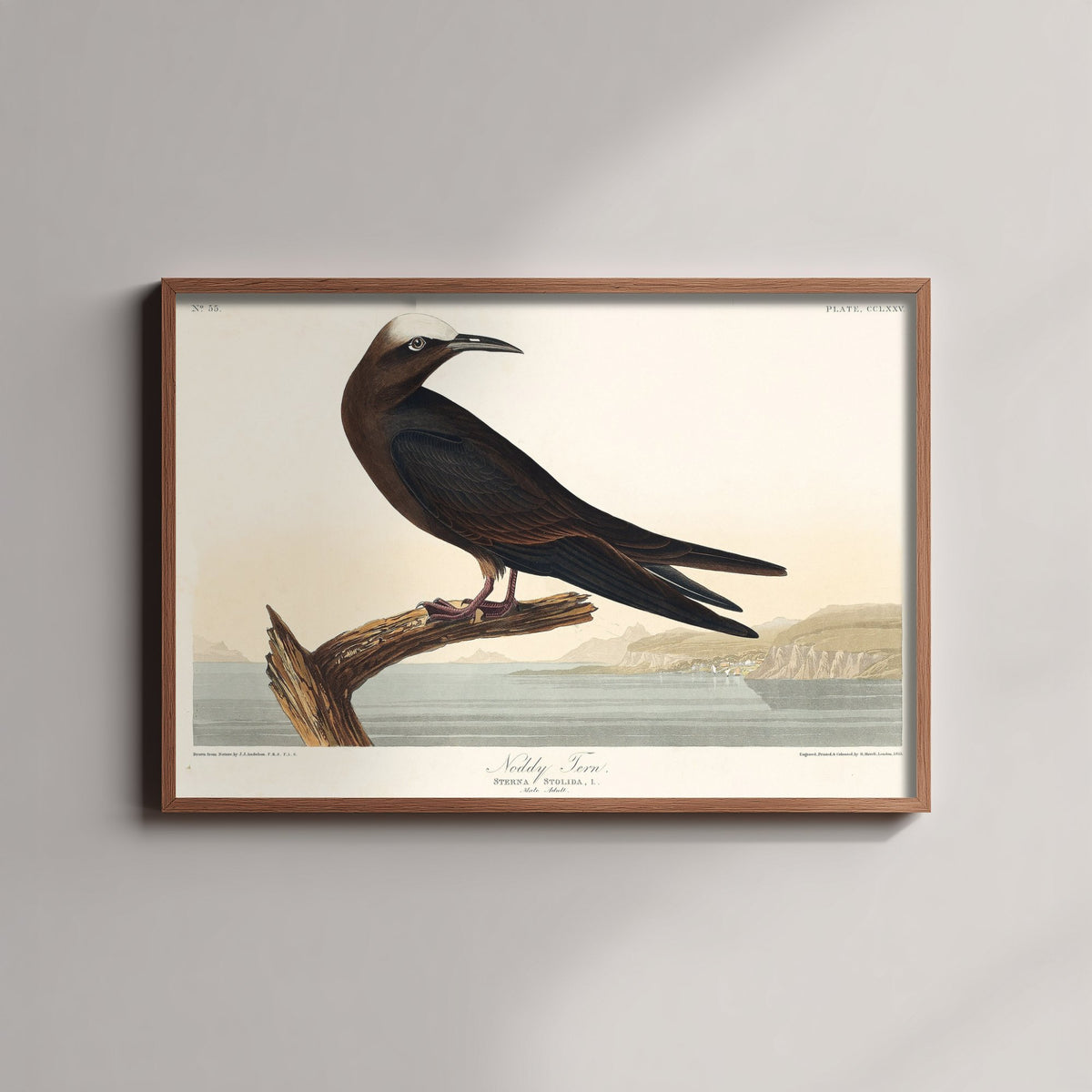 Brown Noddy Tern - John James Audubon Birds of America - Vintage Sea Bird Art Print Poster Illustration