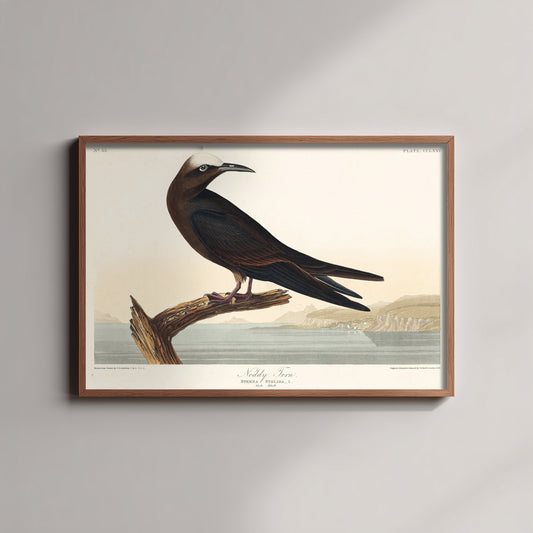 Brown Noddy Tern - John James Audubon Birds of America - Vintage Sea Bird Art Print Poster Illustration