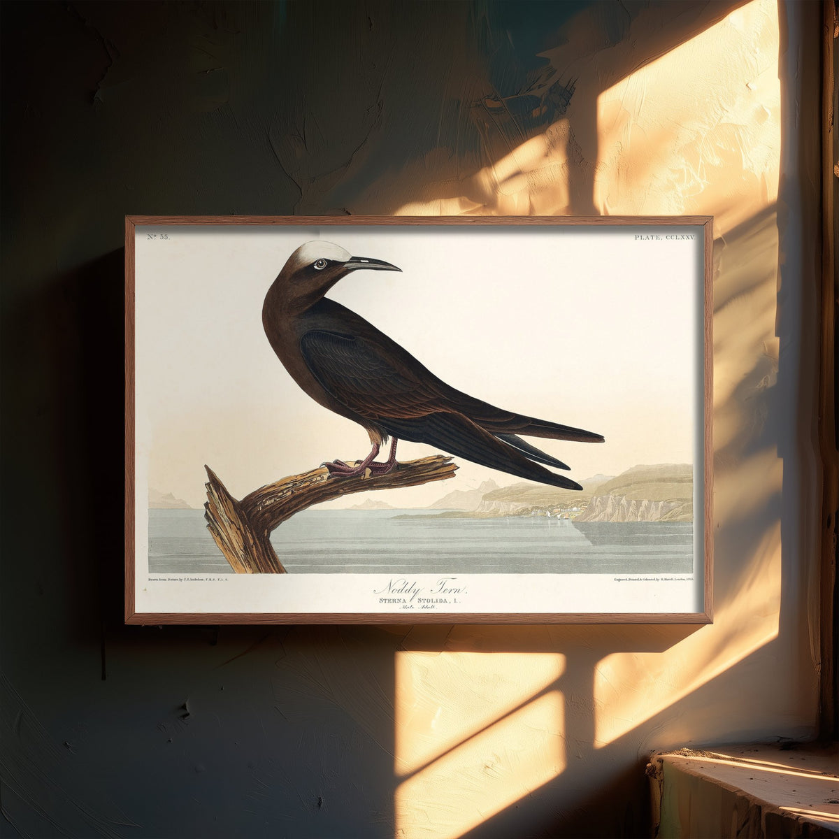 Brown Noddy Tern - John James Audubon Birds of America - Vintage Sea Bird Art Print Poster Illustration