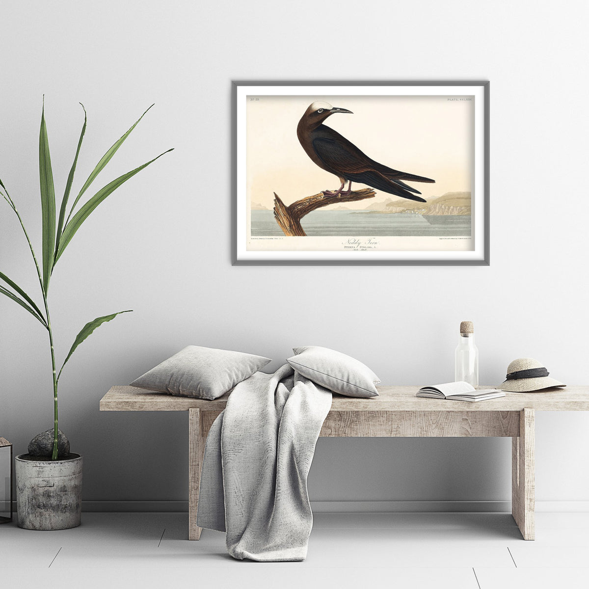 Brown Noddy Tern - John James Audubon Birds of America - Vintage Sea Bird Art Print Poster Illustration