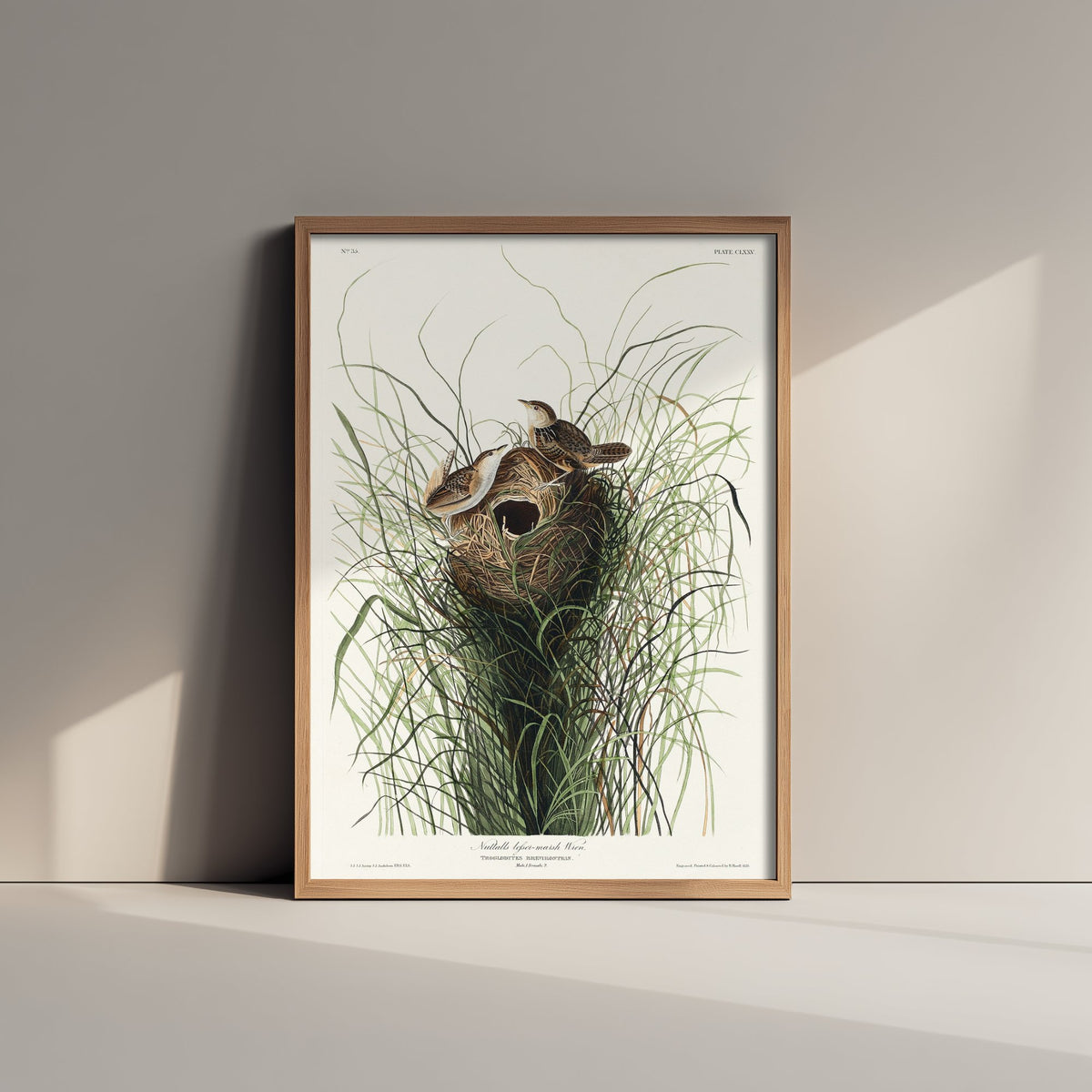 Sedge Wren - John James Audubon Birds of America - Nuttall's Marsh Wren Vintage Art Print Poster Illustration