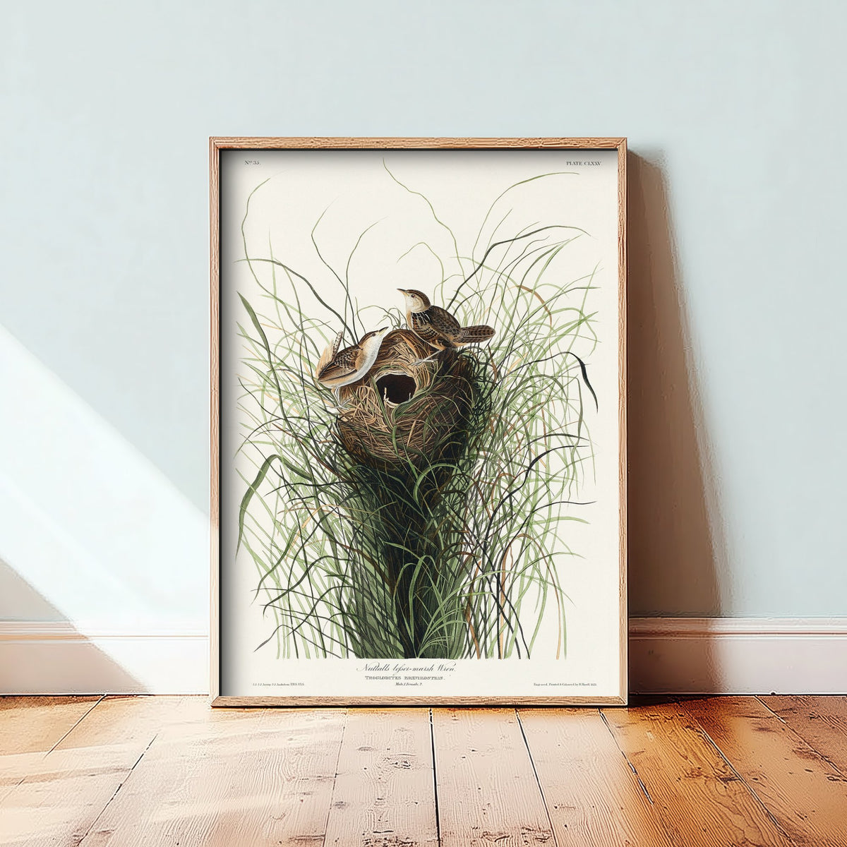 Sedge Wren - John James Audubon Birds of America - Nuttall's Marsh Wren Vintage Art Print Poster Illustration