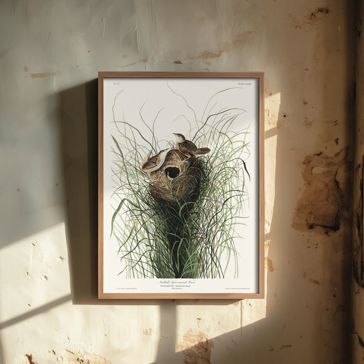 Sedge Wren - John James Audubon Birds of America - Nuttall's Marsh Wren Vintage Art Print Poster Illustration