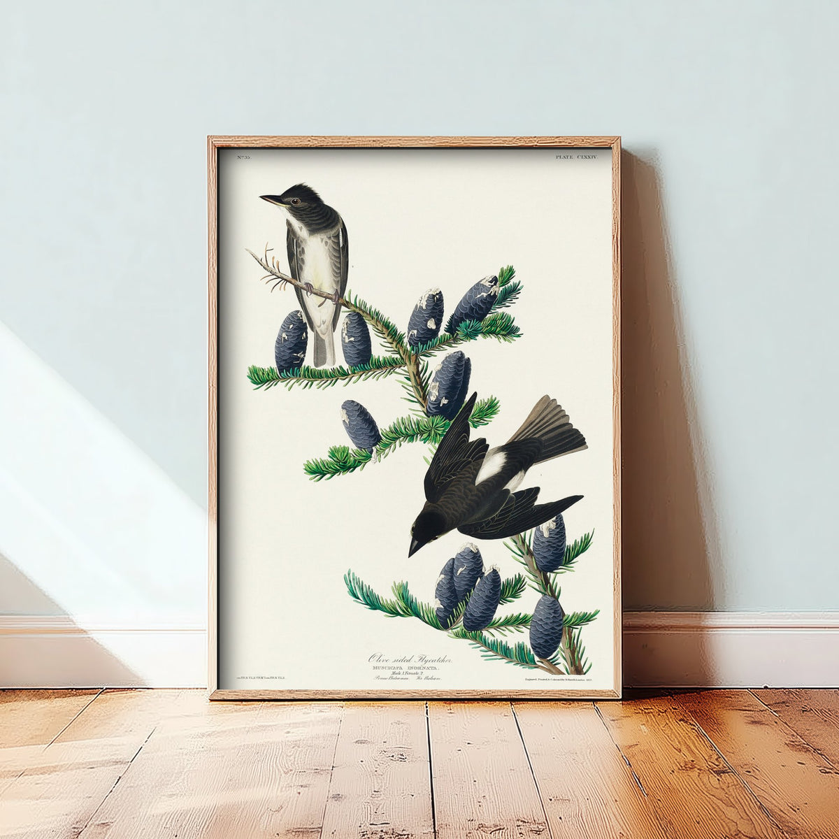 Olive-sided Flycatcher - John James Audubon Birds of America - Vintage Bird Art Print Poster Illustration