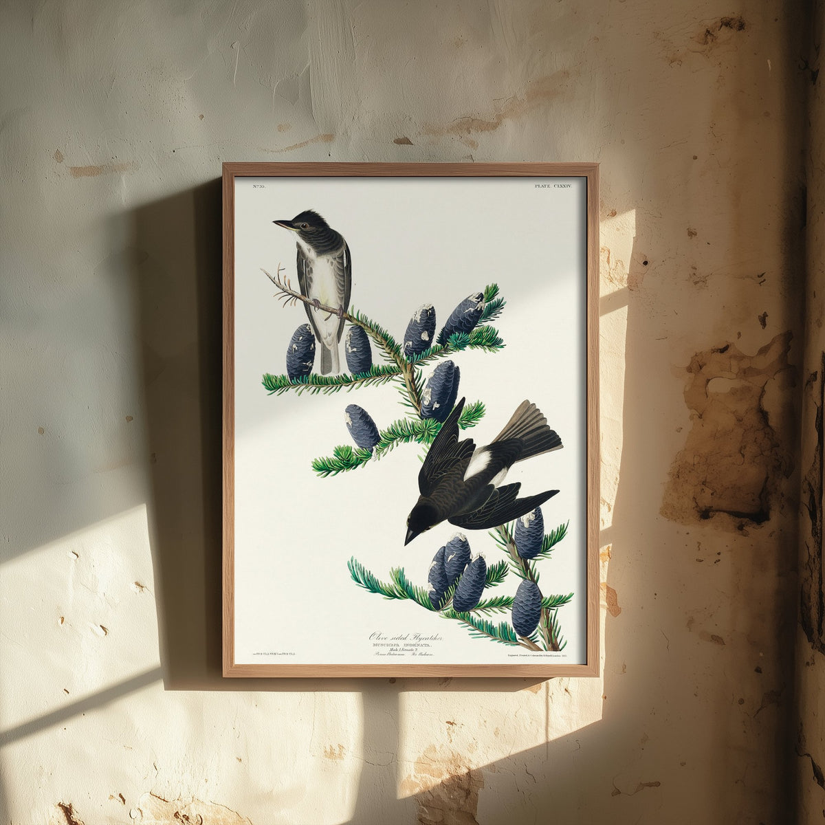 Olive-sided Flycatcher - John James Audubon Birds of America - Vintage Bird Art Print Poster Illustration