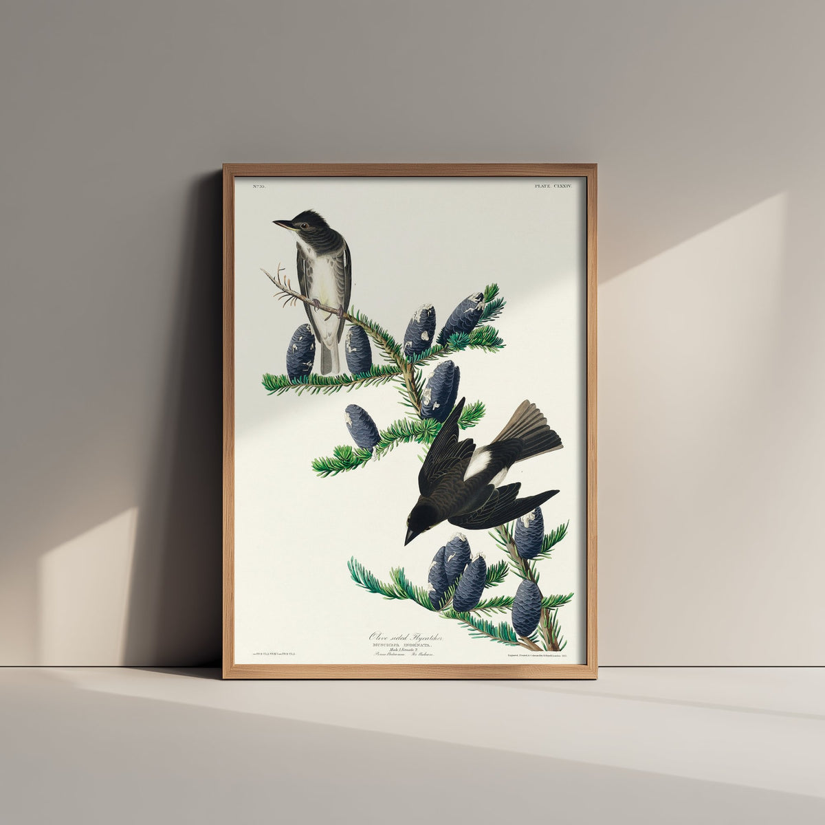 Olive-sided Flycatcher - John James Audubon Birds of America - Vintage Bird Art Print Poster Illustration