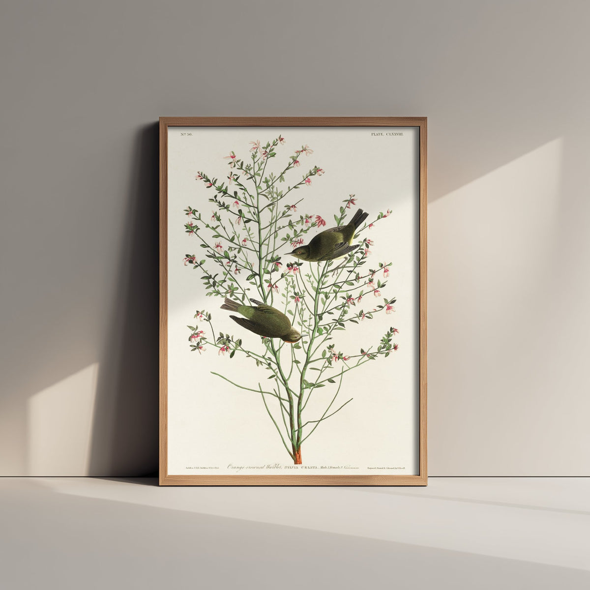 Orange-crowned Warbler - John James Audubon Birds of America - Vintage Bird Art Print Poster Illustration