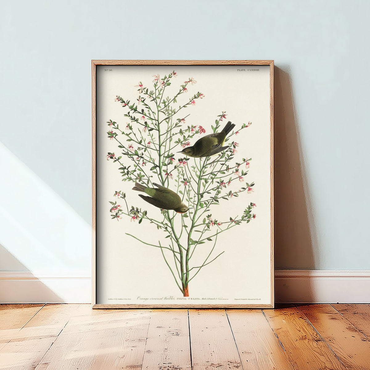Orange-crowned Warbler - John James Audubon Birds of America - Vintage Bird Art Print Poster Illustration