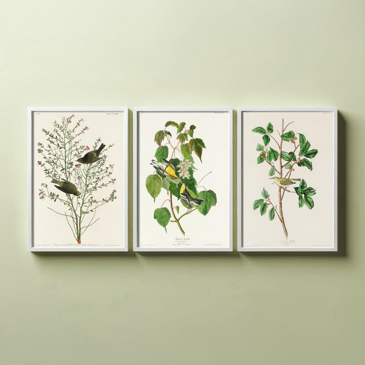 Set of Three John James Audubon Prints - Orange-crowned Hemlock and Tennessee Warbler - 3 Bird Paintings Poster Wall Art Gift Vintage
