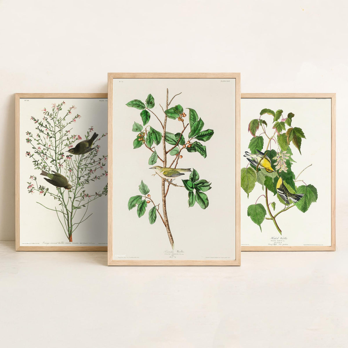Set of Three John James Audubon Prints - Orange-crowned Hemlock and Tennessee Warbler - 3 Bird Paintings Poster Wall Art Gift Vintage