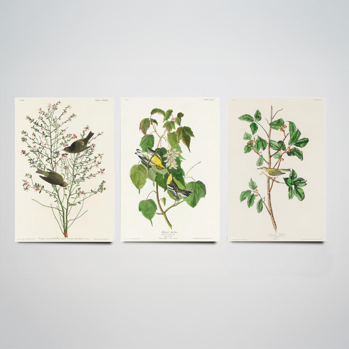 Set of Three John James Audubon Prints - Orange-crowned Hemlock and Tennessee Warbler - 3 Bird Paintings Poster Wall Art Gift Vintage