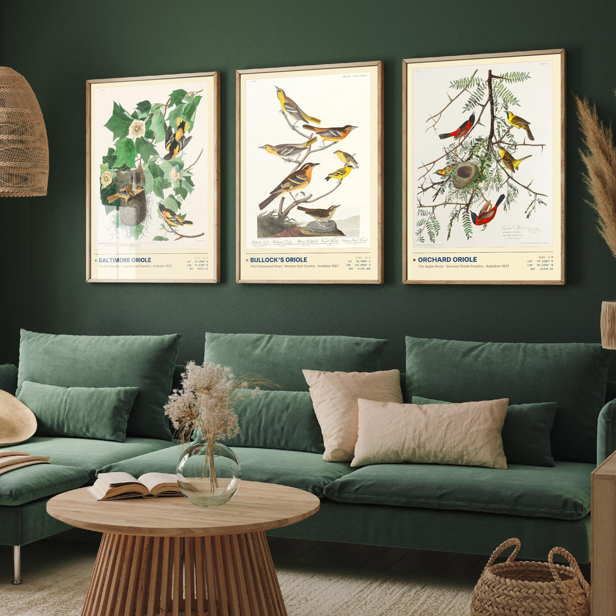 Audubon Orioles Set of Three Art Prints - Baltimore, Bullock's and Orchard Oriole - Birds of America Illustrations Gallery Posters