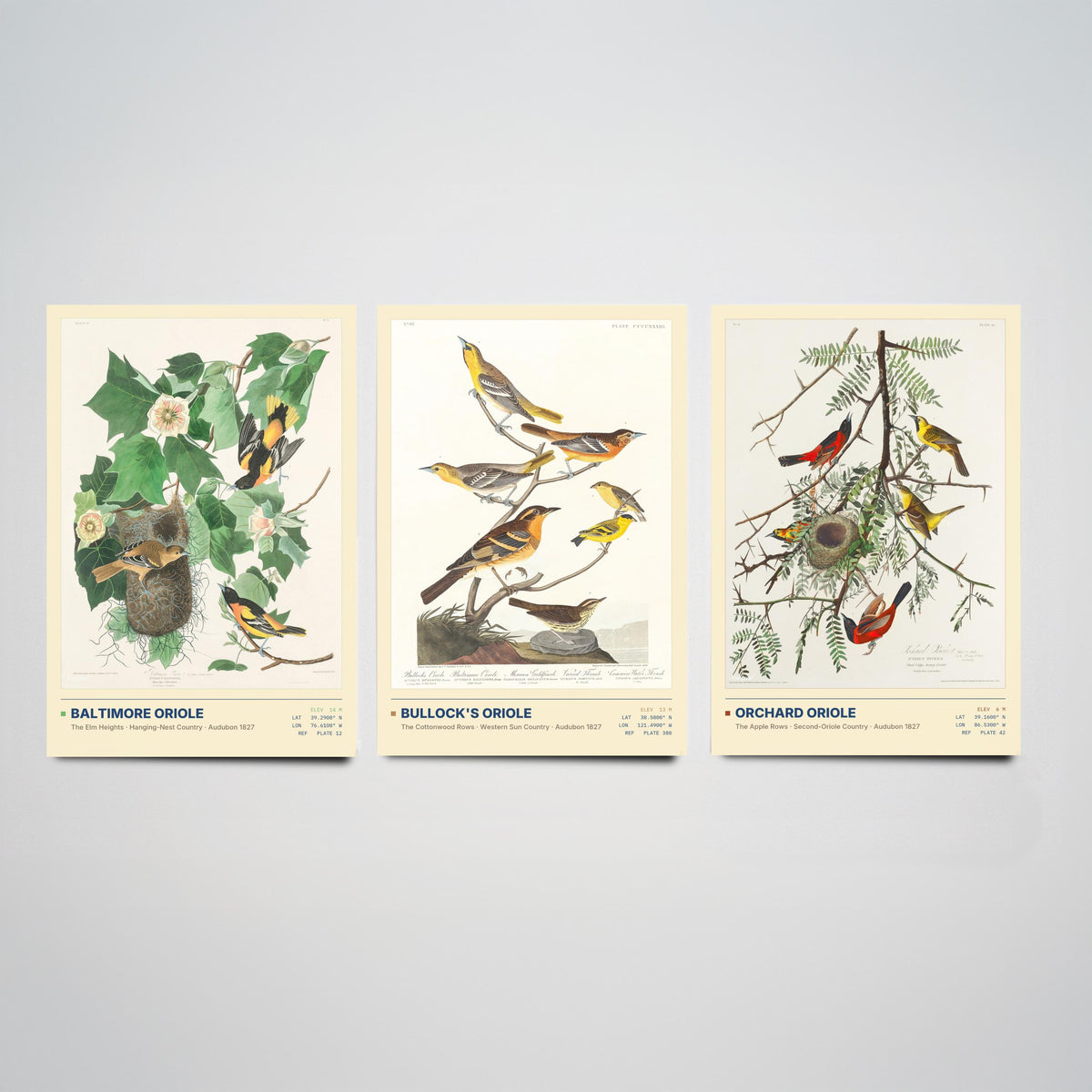 Audubon Orioles Set of Three Art Prints - Baltimore, Bullock's and Orchard Oriole - Birds of America Illustrations Gallery Posters