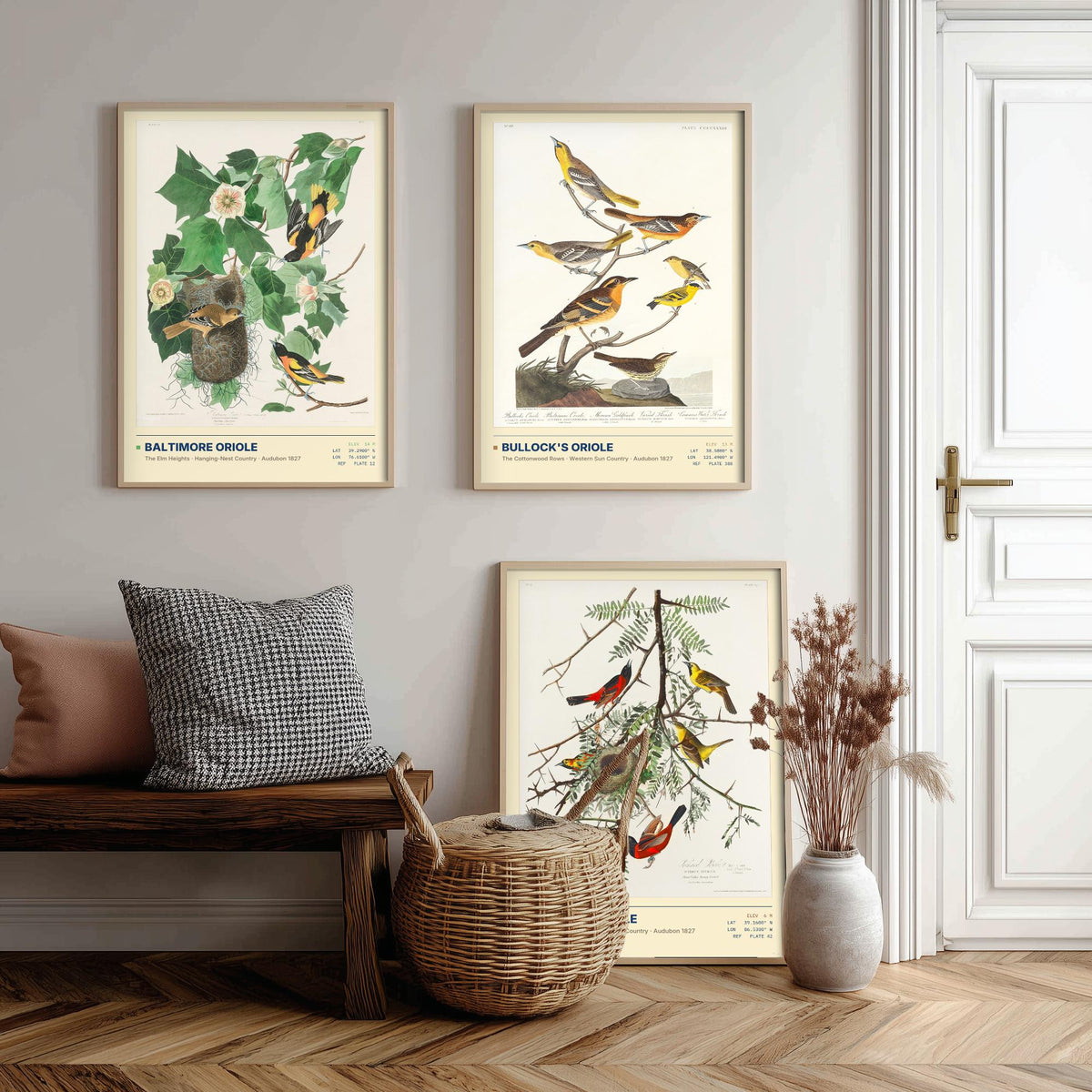 Audubon Orioles Set of Three Art Prints - Baltimore, Bullock's and Orchard Oriole - Birds of America Illustrations Gallery Posters