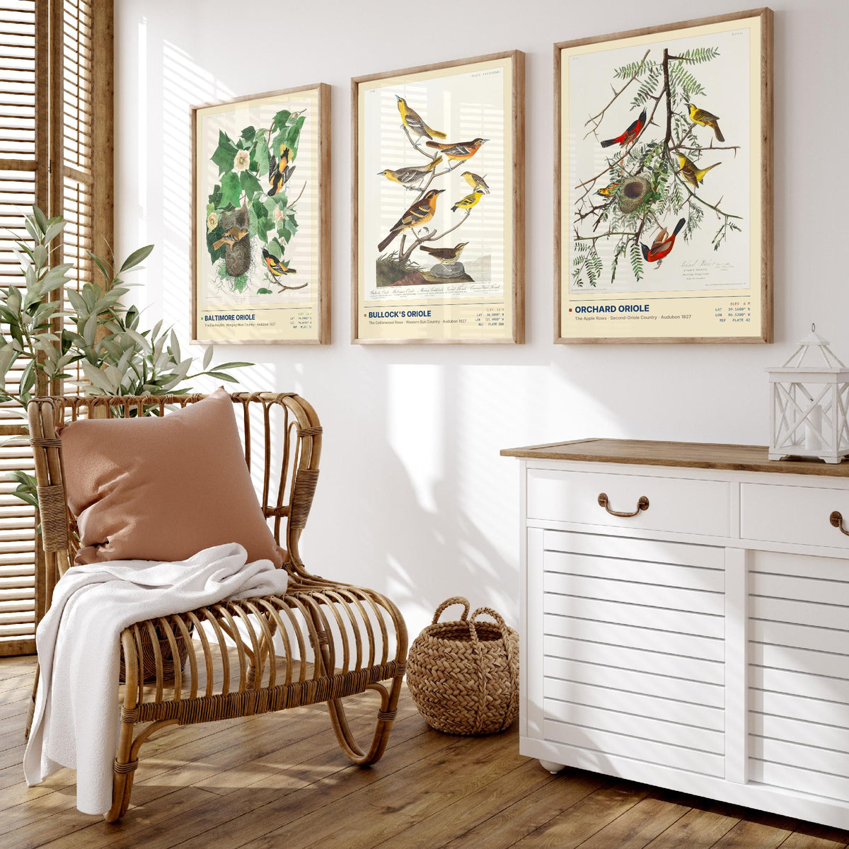 Audubon Orioles Set of Three Art Prints - Baltimore, Bullock's and Orchard Oriole - Birds of America Illustrations Gallery Posters