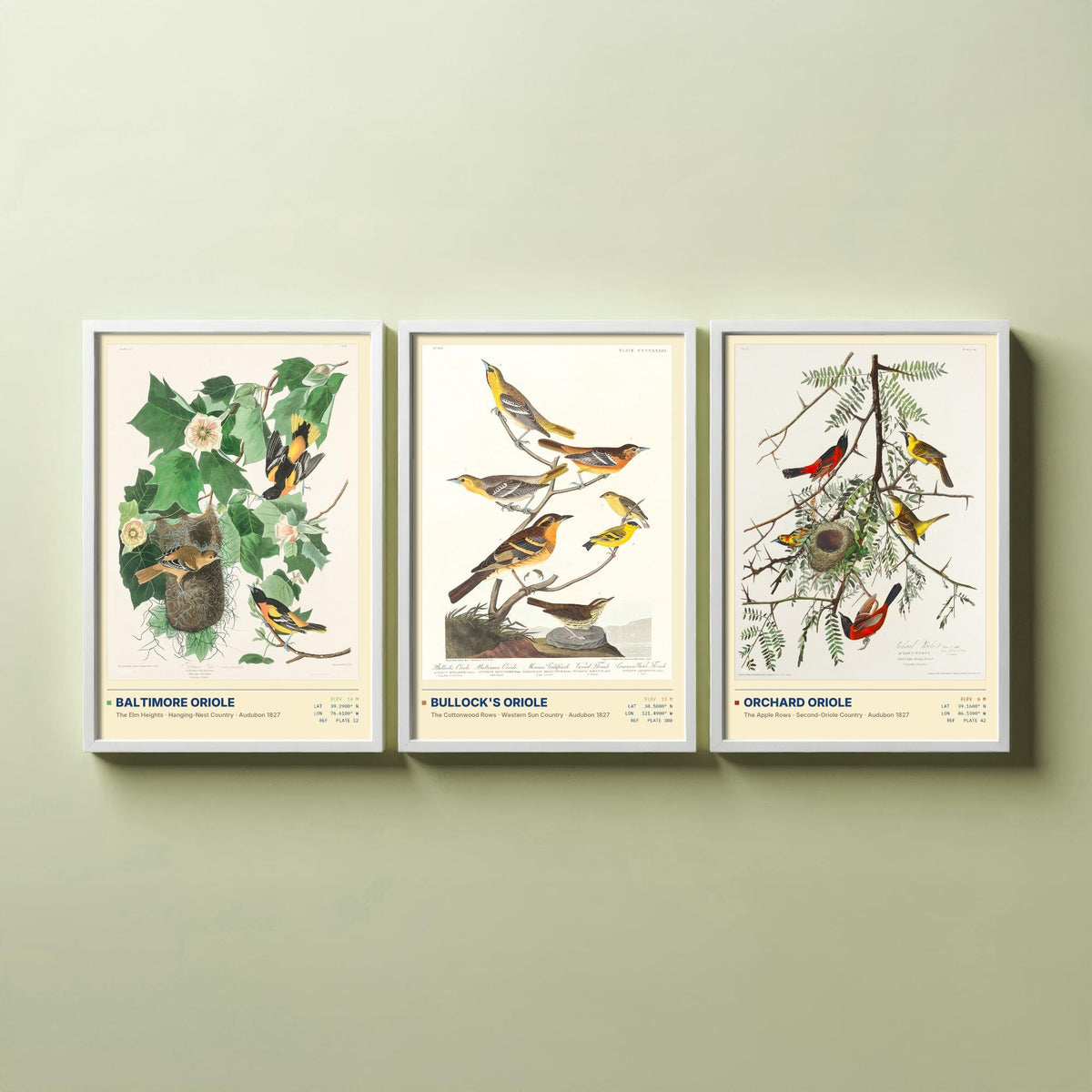 Audubon Orioles Set of Three Art Prints - Baltimore, Bullock's and Orchard Oriole - Birds of America Illustrations Gallery Posters