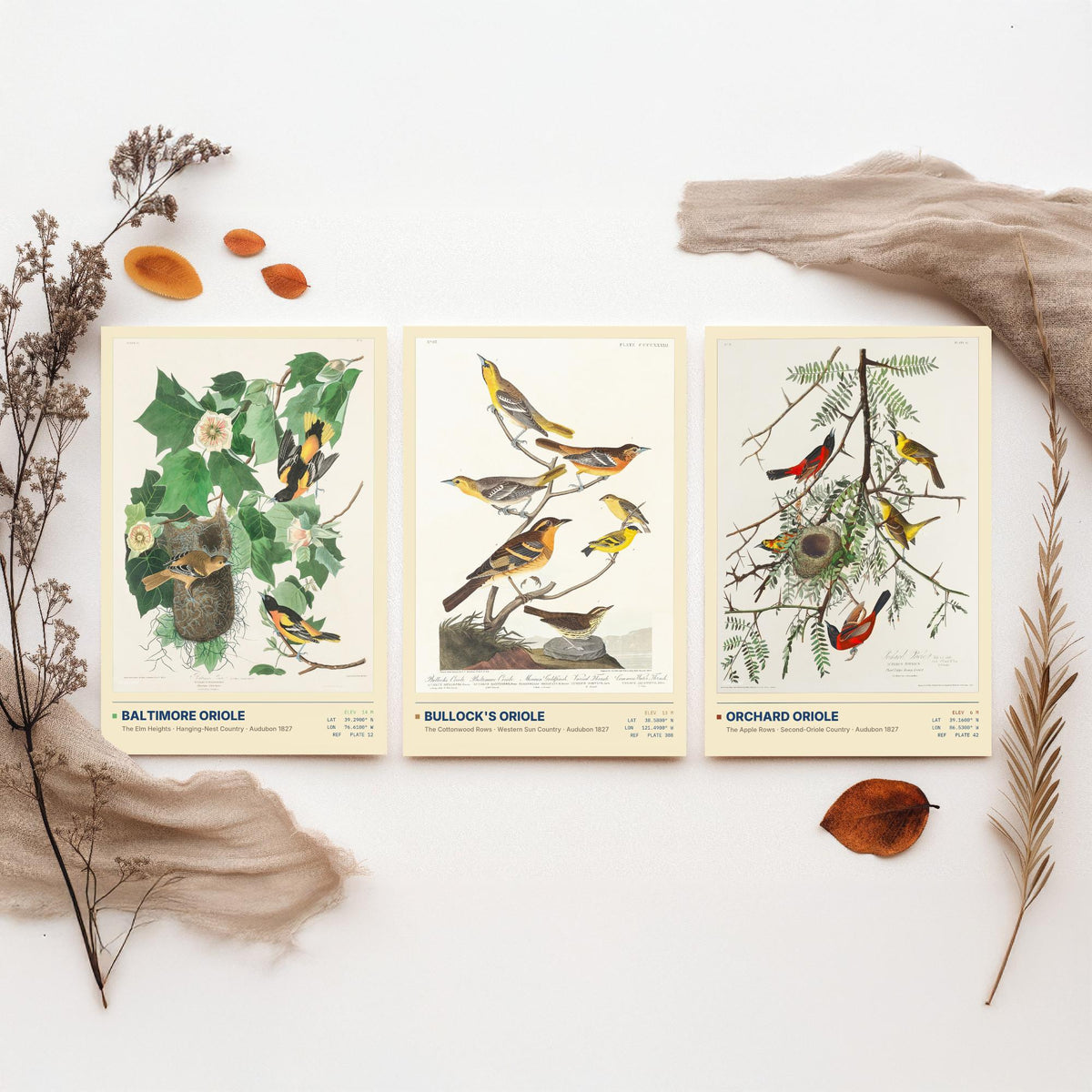 Audubon Orioles Set of Three Art Prints - Baltimore, Bullock's and Orchard Oriole - Birds of America Illustrations Gallery Posters