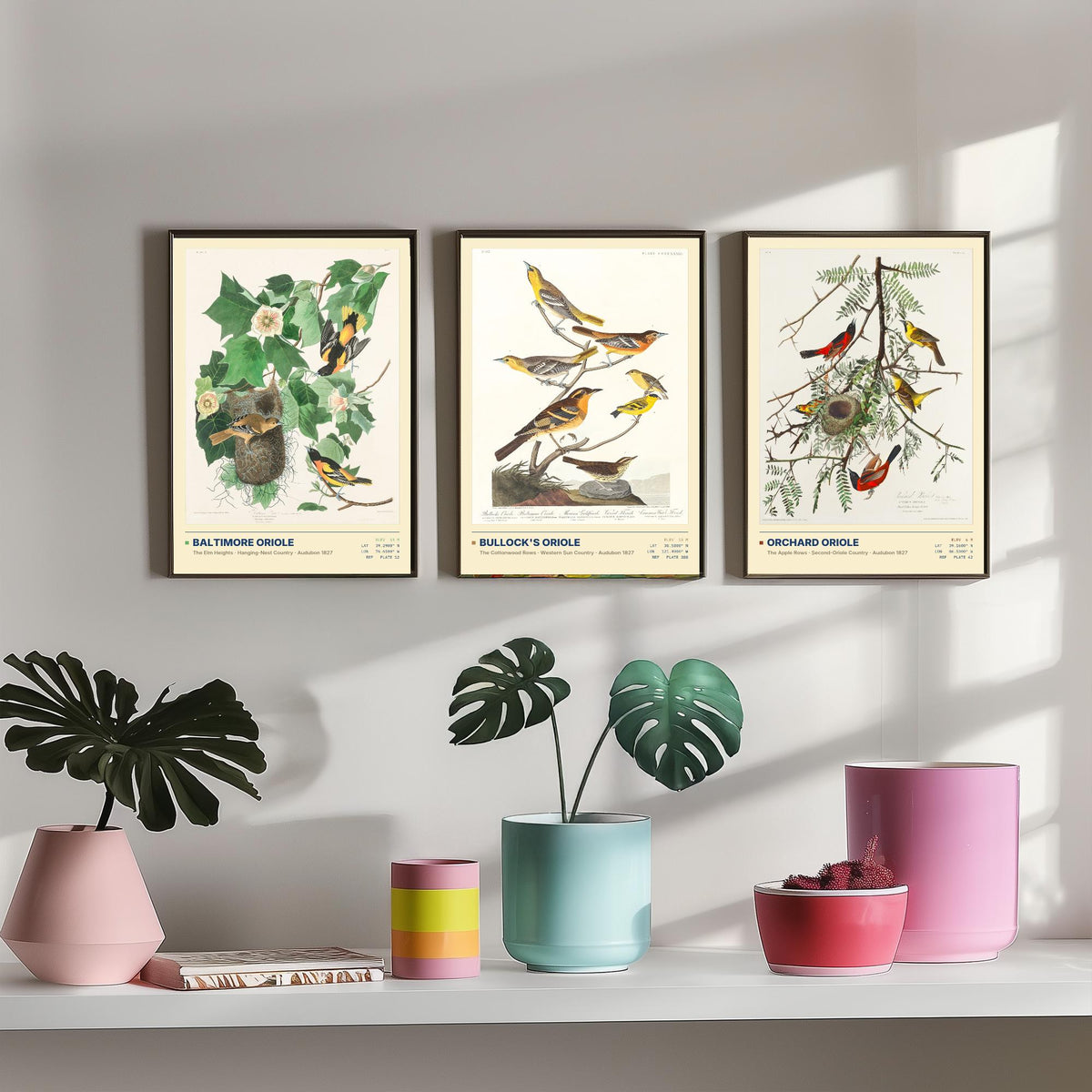 Audubon Orioles Set of Three Art Prints - Baltimore, Bullock's and Orchard Oriole - Birds of America Illustrations Gallery Posters