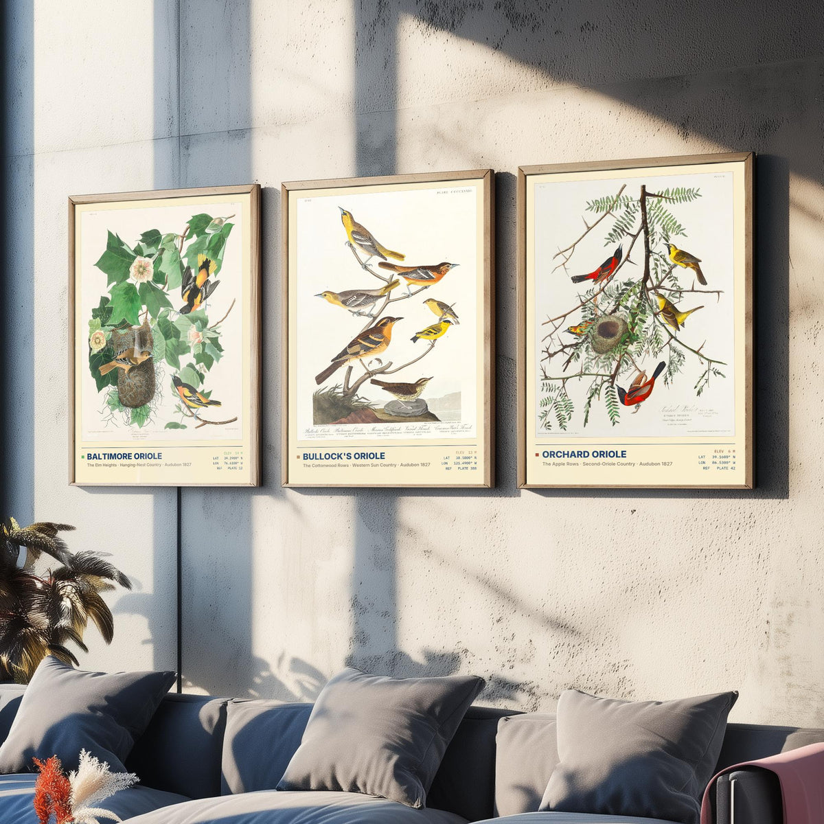 Audubon Orioles Set of Three Art Prints - Baltimore, Bullock's and Orchard Oriole - Birds of America Illustrations Gallery Posters