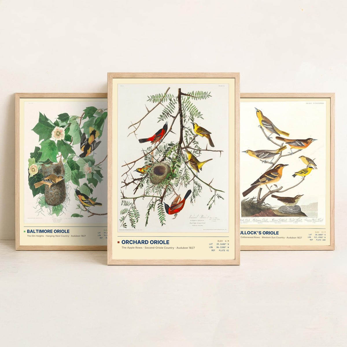 Audubon Orioles Set of Three Art Prints - Baltimore, Bullock's and Orchard Oriole - Birds of America Illustrations Gallery Posters