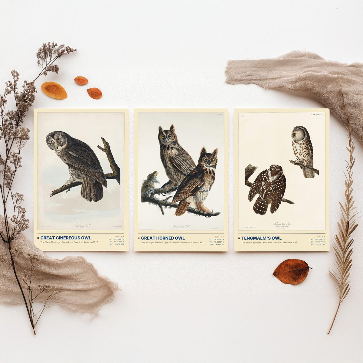 Audubon Owls Set of Three Art Prints - Great Cinereous Owl, Great Horned Owl, Tengmalm's Owl - Dark Academia Illustrations Wall Posters