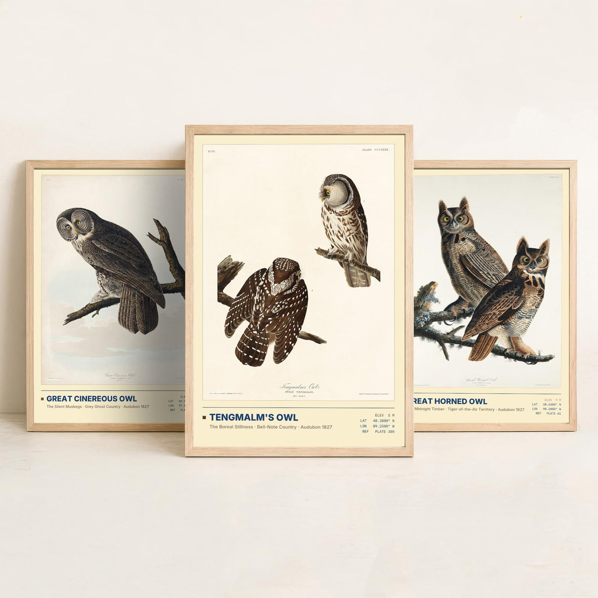 Audubon Owls Set of Three Art Prints - Great Cinereous Owl, Great Horned Owl, Tengmalm's Owl - Dark Academia Illustrations Wall Posters