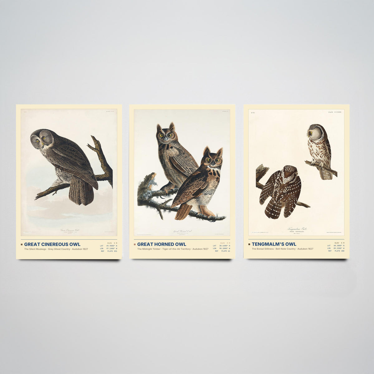 Audubon Owls Set of Three Art Prints - Great Cinereous Owl, Great Horned Owl, Tengmalm's Owl - Dark Academia Illustrations Wall Posters