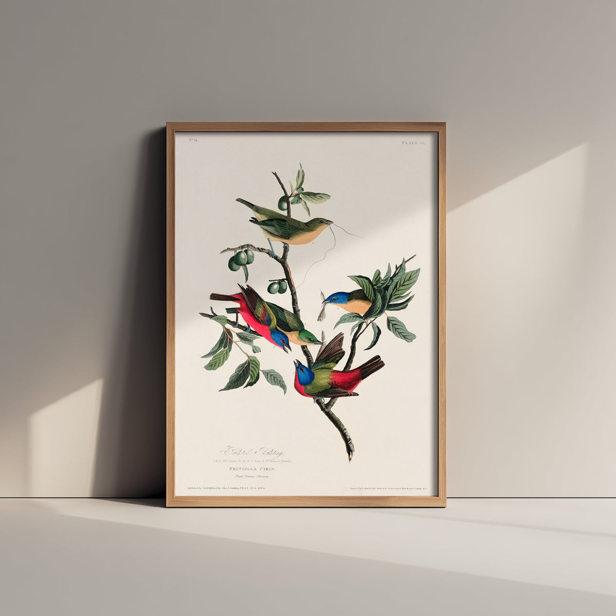 Painted Bunting - John James Audubon Birds of America - Painted Finch Vintage Art Print Poster Illustration