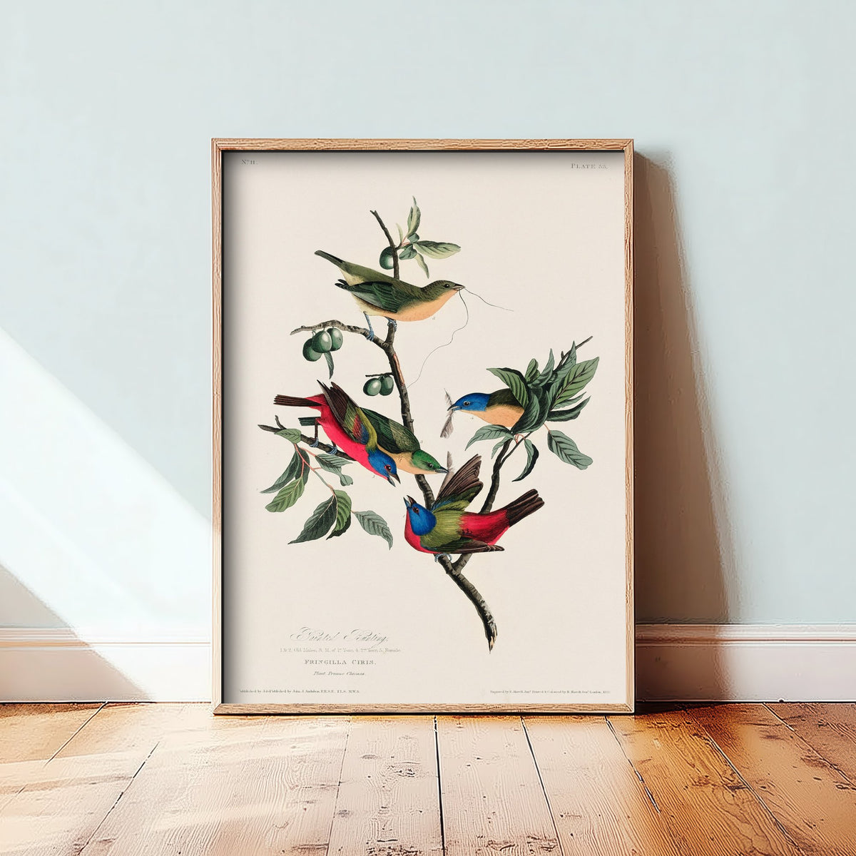 Painted Bunting - John James Audubon Birds of America - Painted Finch Vintage Art Print Poster Illustration