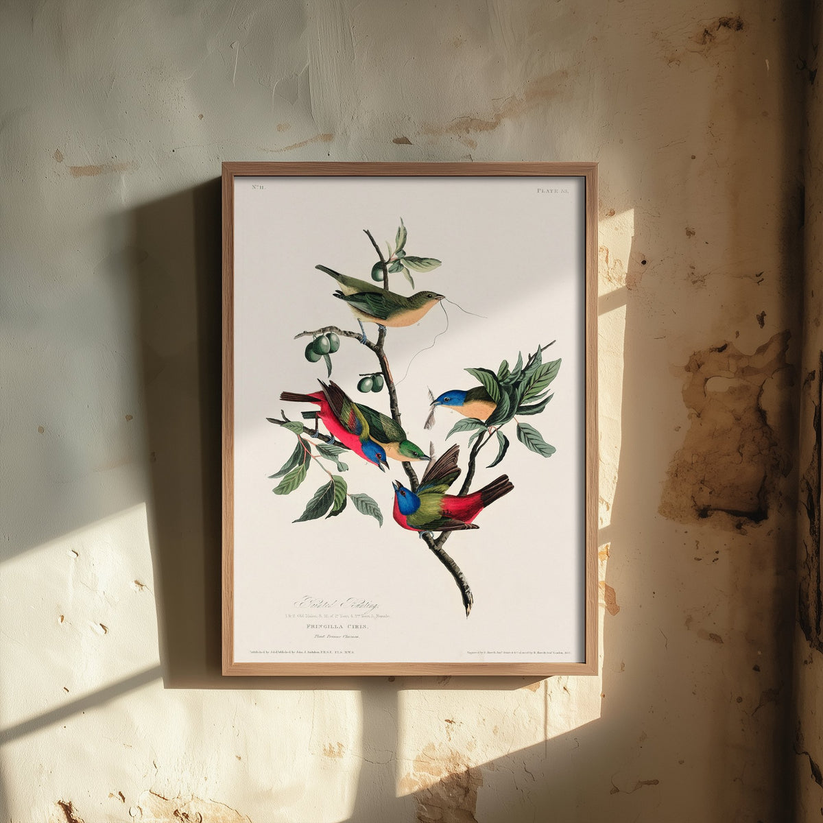 Painted Bunting - John James Audubon Birds of America - Painted Finch Vintage Art Print Poster Illustration