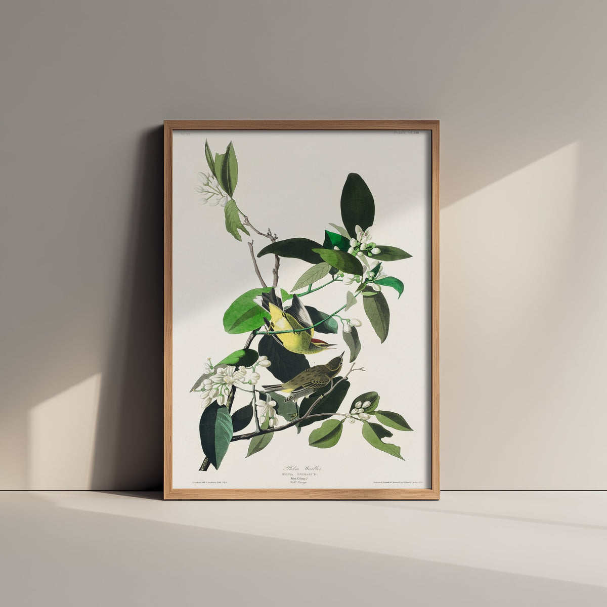 Palm Warbler - John James Audubon Birds of America - Vintage Bird Art Print Poster Illustration