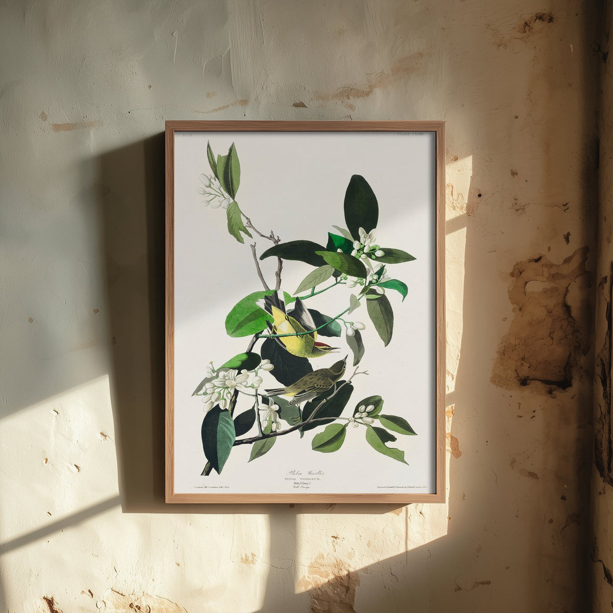 Palm Warbler - John James Audubon Birds of America - Vintage Bird Art Print Poster Illustration