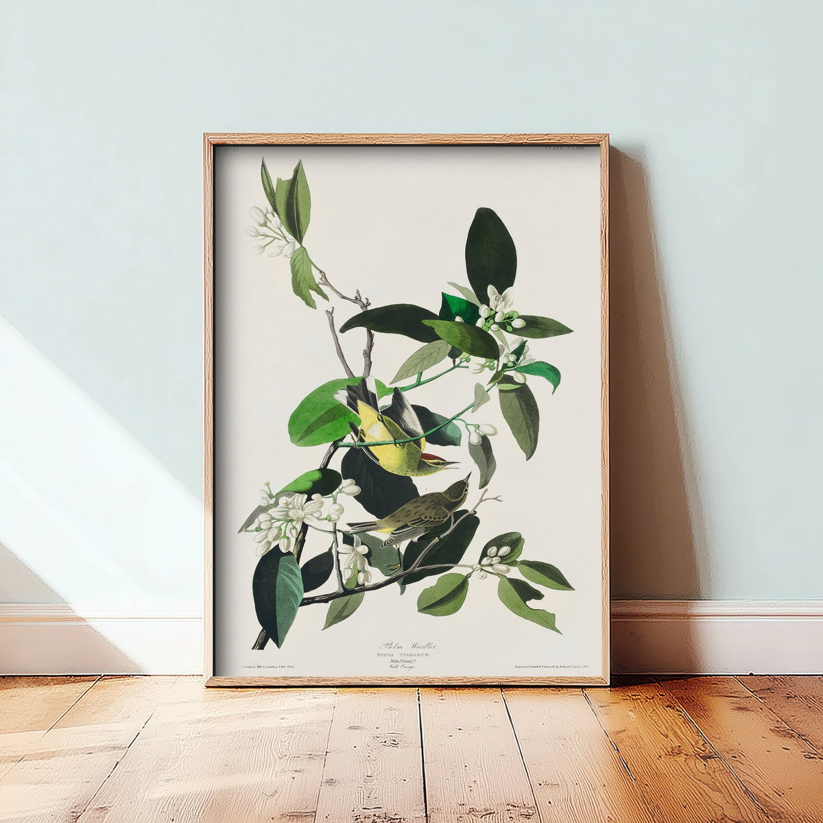 Palm Warbler - John James Audubon Birds of America - Vintage Bird Art Print Poster Illustration