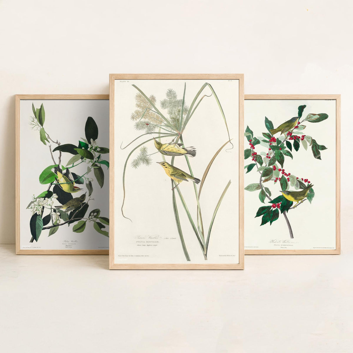 Set of Three John James Audubon Prints - Palm Warbler Nashville Warbler Prairie Warbler - 3 Bird Paintings Poster Wall Art Gift