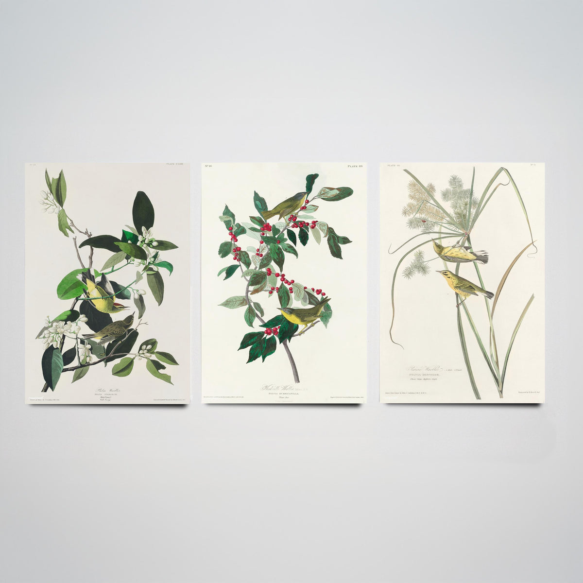 Set of Three John James Audubon Prints - Palm Warbler Nashville Warbler Prairie Warbler - 3 Bird Paintings Poster Wall Art Gift