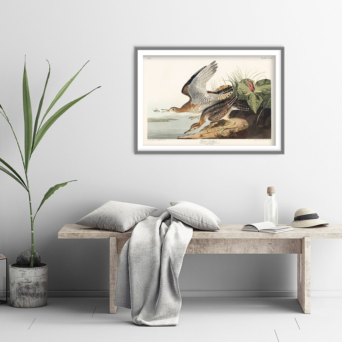 Pectoral Sandpiper II - John James Audubon Birds of America - Vintage Shorebird Art Print Poster Illustration
