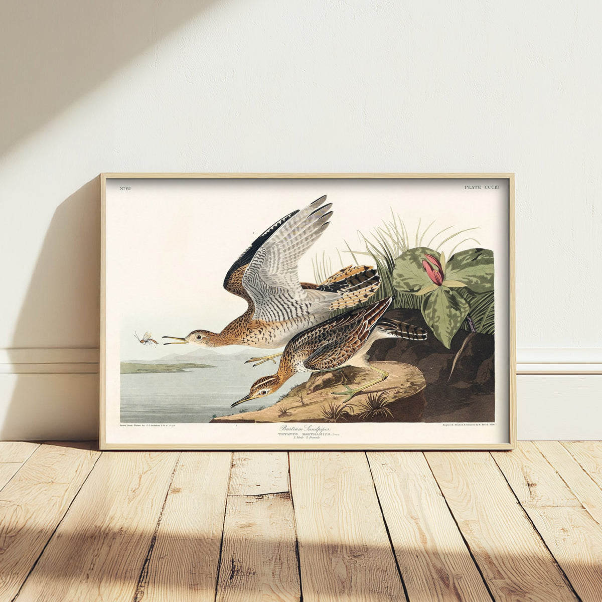 Pectoral Sandpiper II - John James Audubon Birds of America - Vintage Shorebird Art Print Poster Illustration
