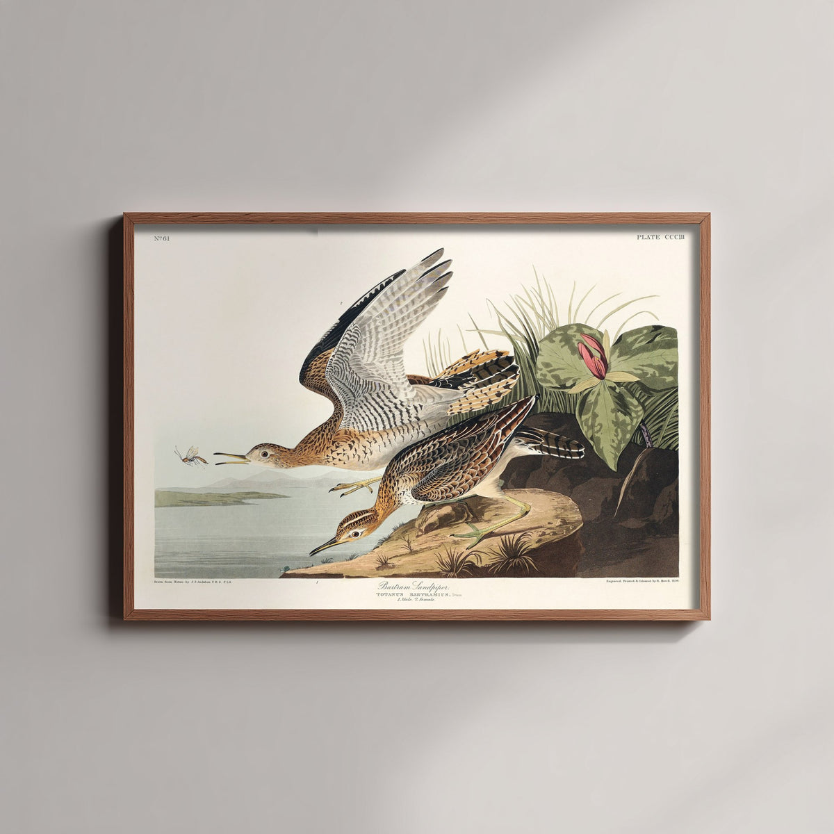 Pectoral Sandpiper II - John James Audubon Birds of America - Vintage Shorebird Art Print Poster Illustration