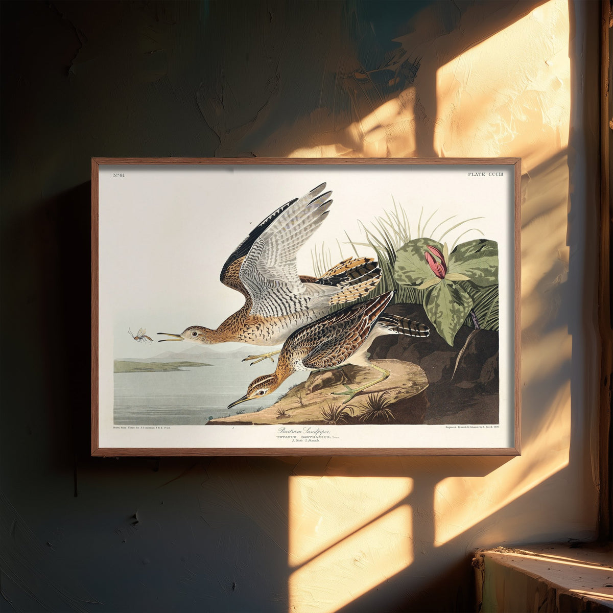 Pectoral Sandpiper II - John James Audubon Birds of America - Vintage Shorebird Art Print Poster Illustration