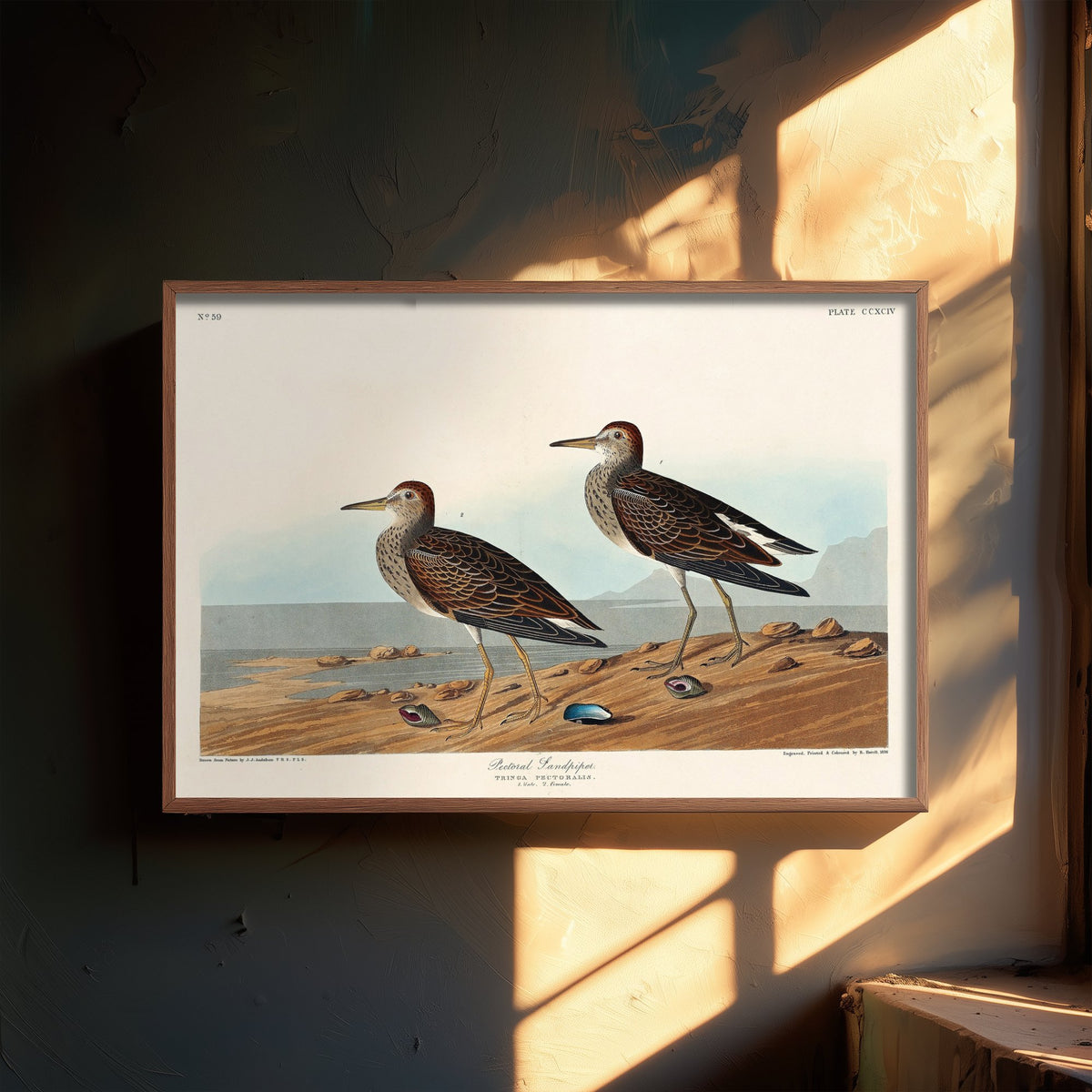 Pectoral Sandpiper - John James Audubon Birds of America - Vintage Shorebird Art Print Poster Illustration