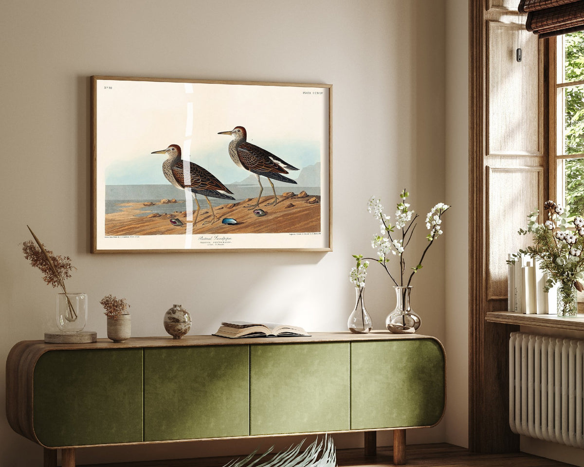Pectoral Sandpiper - John James Audubon Birds of America - Vintage Shorebird Art Print Poster Illustration