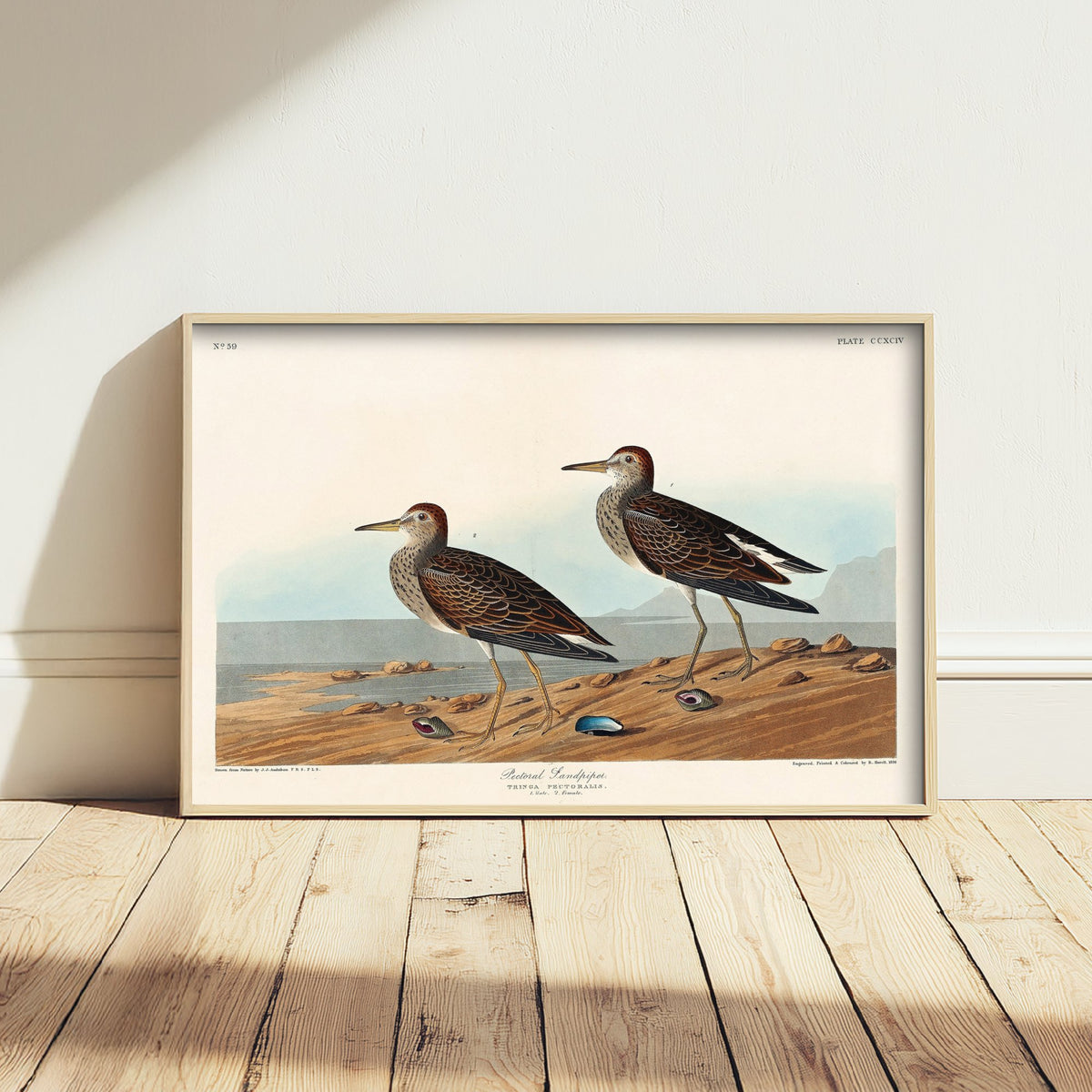 Pectoral Sandpiper - John James Audubon Birds of America - Vintage Shorebird Art Print Poster Illustration