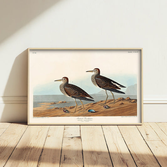 Pectoral Sandpiper - John James Audubon Birds of America - Vintage Shorebird Art Print Poster Illustration
