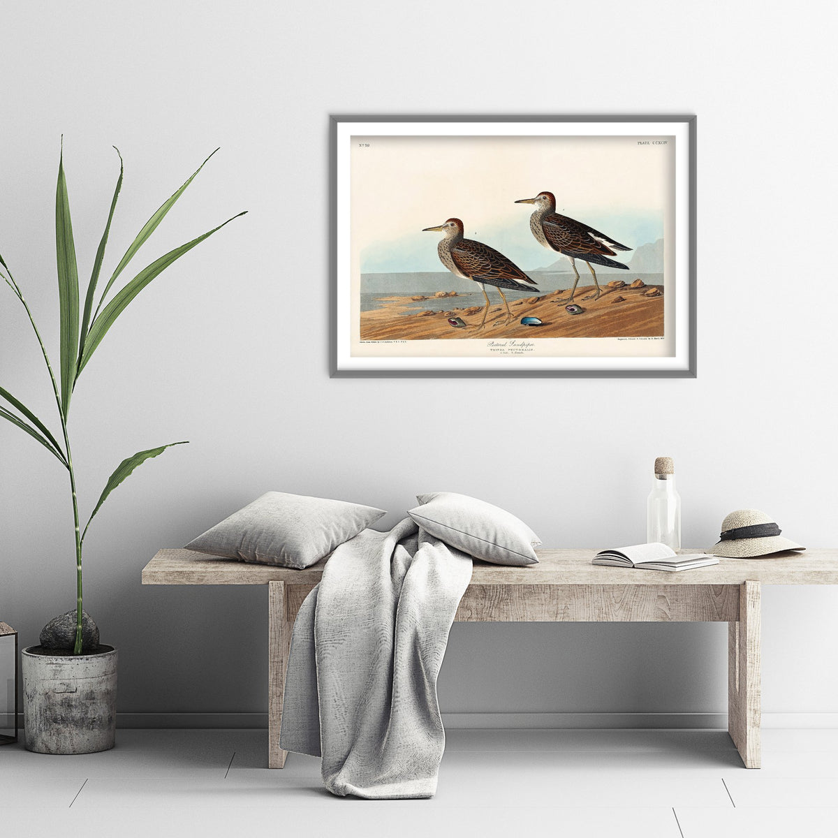 Pectoral Sandpiper - John James Audubon Birds of America - Vintage Shorebird Art Print Poster Illustration