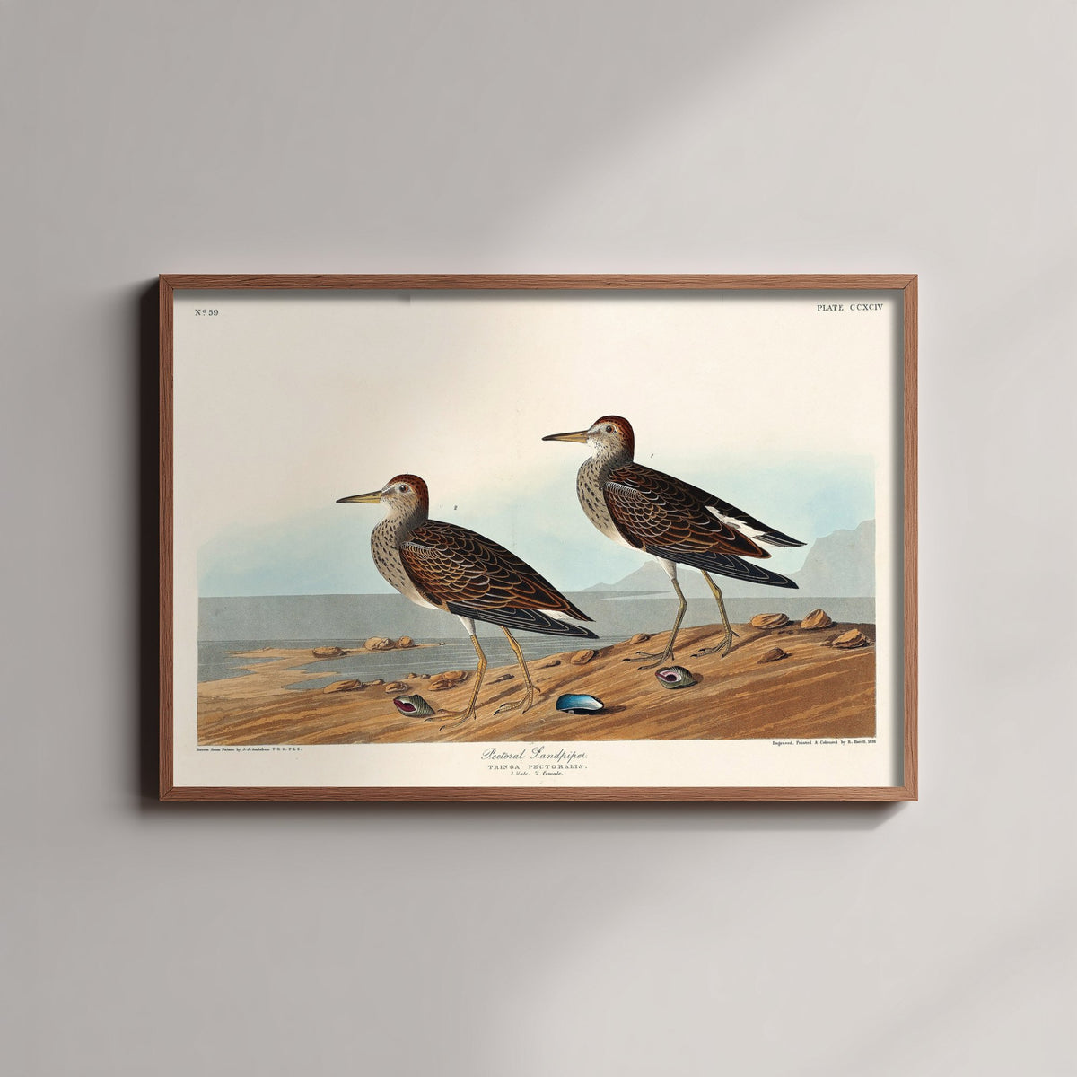 Pectoral Sandpiper - John James Audubon Birds of America - Vintage Shorebird Art Print Poster Illustration