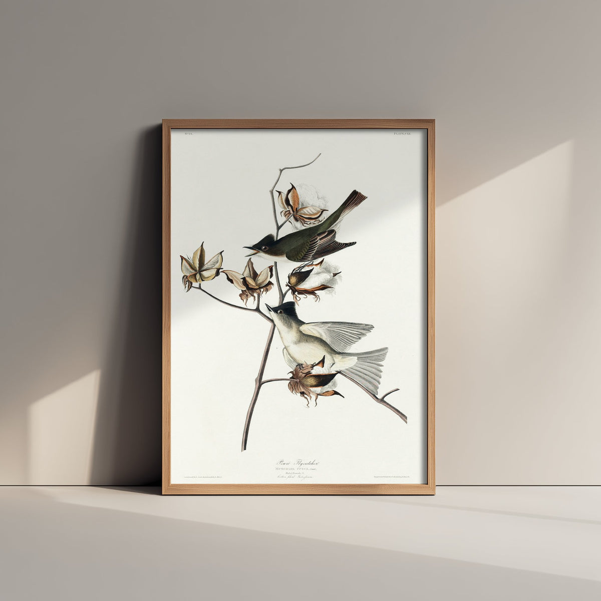 Eastern Phoebe - John James Audubon Birds of America - Pewit Flycatcher Vintage Art Print Poster Illustration