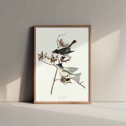Eastern Phoebe - John James Audubon Birds of America - Pewit Flycatcher Vintage Art Print Poster Illustration