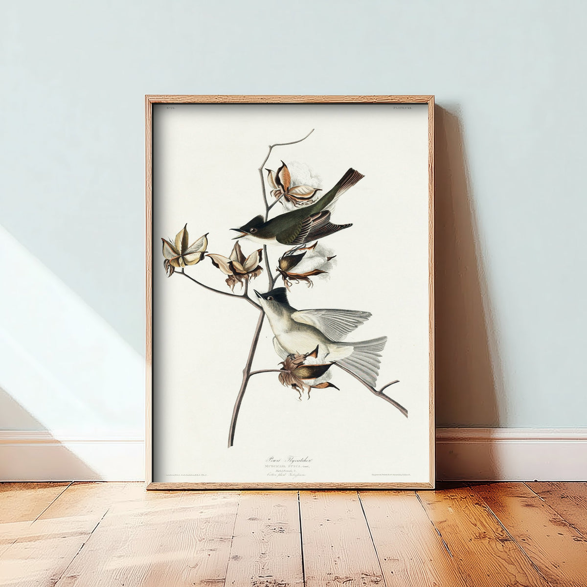 Eastern Phoebe - John James Audubon Birds of America - Pewit Flycatcher Vintage Art Print Poster Illustration
