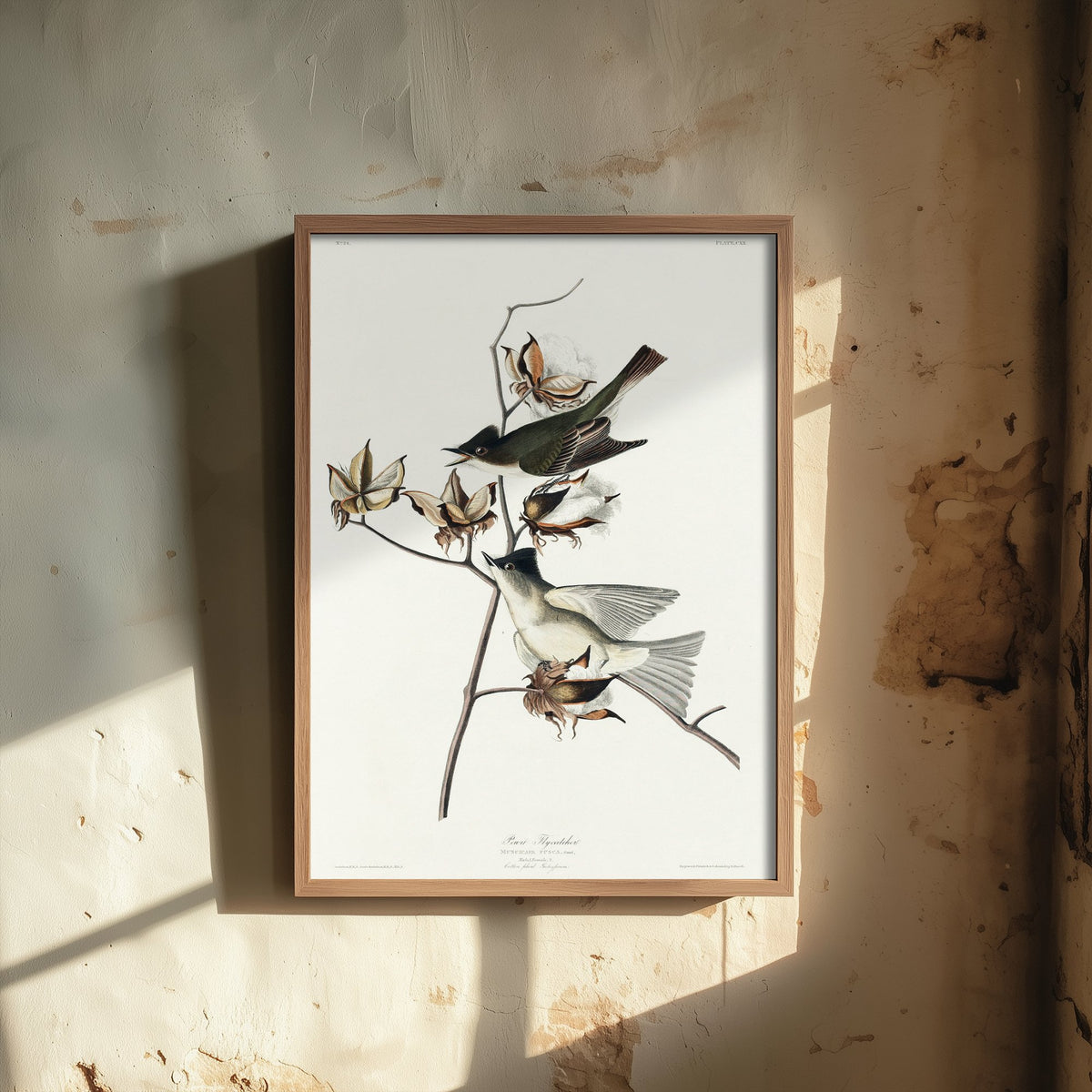Eastern Phoebe - John James Audubon Birds of America - Pewit Flycatcher Vintage Art Print Poster Illustration