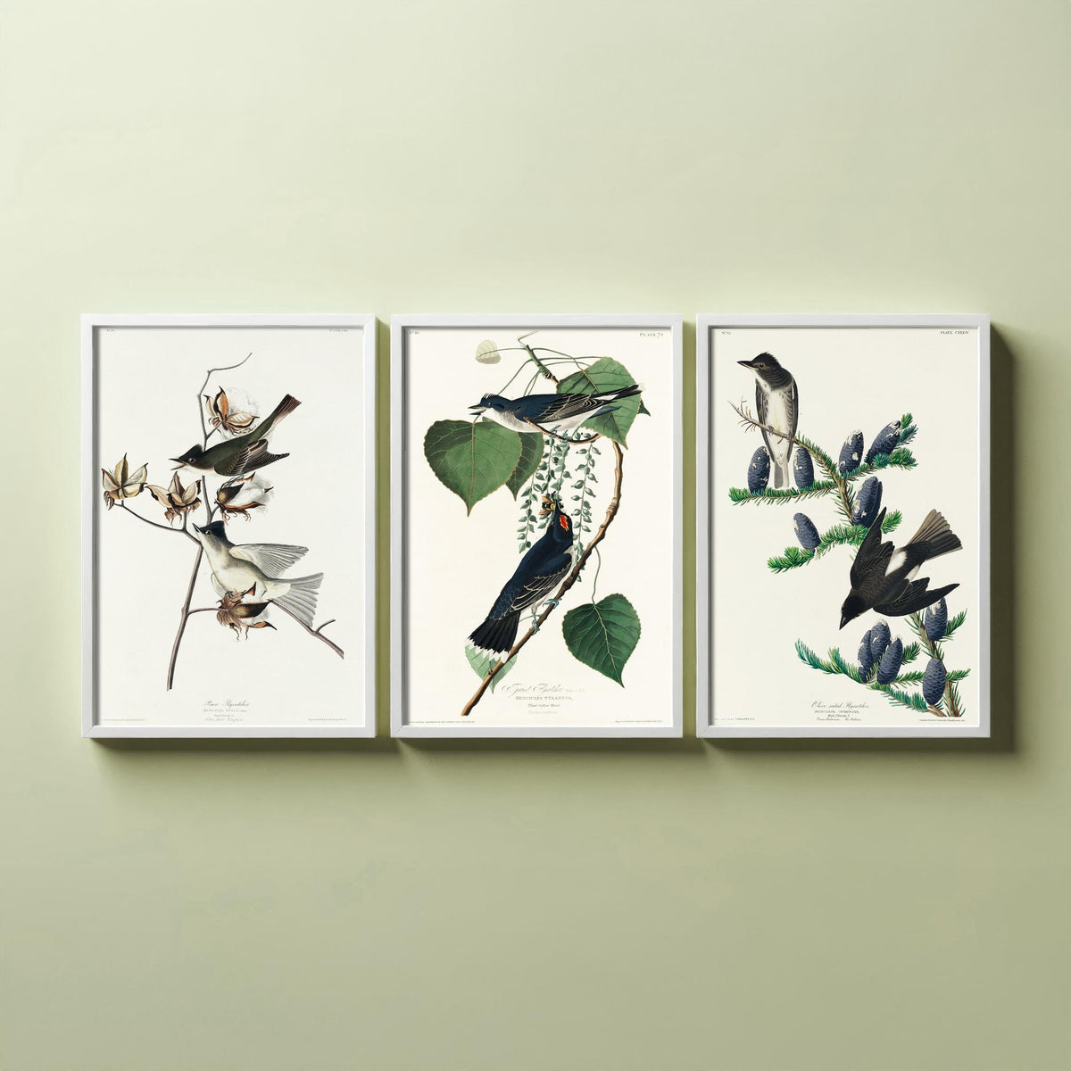 Set of Three John James Audubon Prints - Pewit Flycatcher Tyrant Flycatcher Olive-sided Flycatcher - 3 Bird Paintings Poster Wall Art